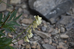 Hedysarum sulphurescens