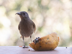 Turdus leucomelas