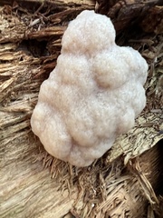 Reticularia lycoperdon