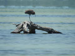 Egretta rufescens