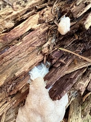 Reticularia lycoperdon