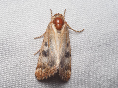 Heliothis phloxiphaga