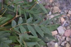 Hedysarum sulphurescens