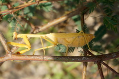 Stagmatoptera septentrionalis