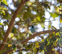 Dacnis cayana