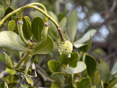 Capparis mitchellii