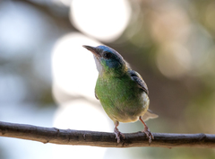 Dacnis cayana