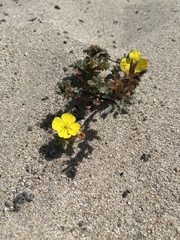Camissoniopsis