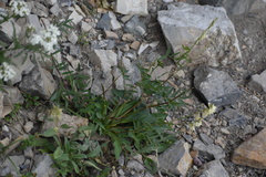 Hedysarum sulphurescens
