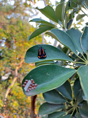 Brycea disjuncta
