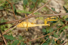 Stagmatoptera septentrionalis
