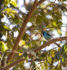 Dacnis cayana