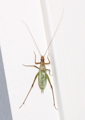 Oecanthus pini
