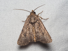 Protorthodes
