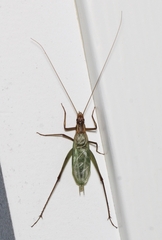 Oecanthus pini