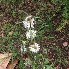Monarda citriodora austromontana