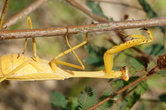 Stagmatoptera septentrionalis