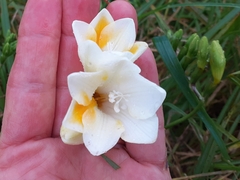 Freesia