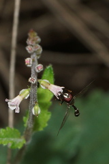 Dioprosopa clavata