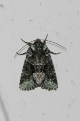 Lacinipolia