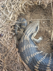 Tiliqua scincoides