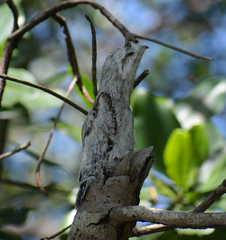 Nyctibius jamaicensis