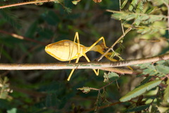 Stagmatoptera septentrionalis