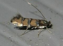 Chrysaster ostensackenella