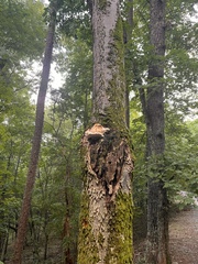 Pseudoinonotus dryadeus