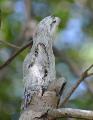 Nyctibius jamaicensis