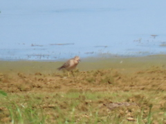 Calidris subruficollis