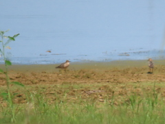 Calidris subruficollis