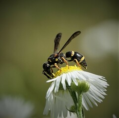 Parancistrocerus perennis