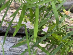 Lathyrus lanszwertii