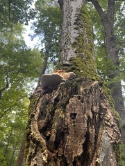 Pseudoinonotus dryadeus