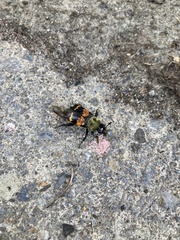 Nicrophorus tomentosus