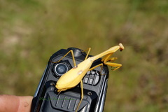 Stagmatoptera septentrionalis