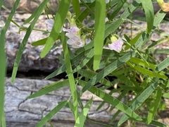 Lathyrus lanszwertii