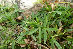 Trifolium polyphyllum