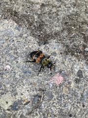Nicrophorus tomentosus