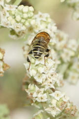 Palpada mexicana