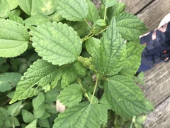 Boehmeria cylindrica