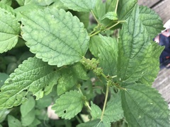 Boehmeria cylindrica