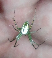 Mangora