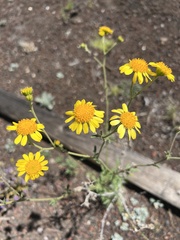 Hymenothrix dissecta