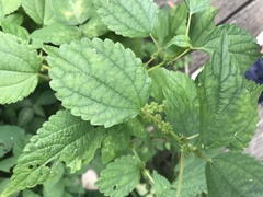 Boehmeria cylindrica