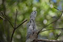 Nyctibius jamaicensis