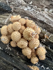 Pholiota squarrosoides
