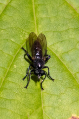 Laphria canis