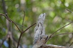 Nyctibius jamaicensis